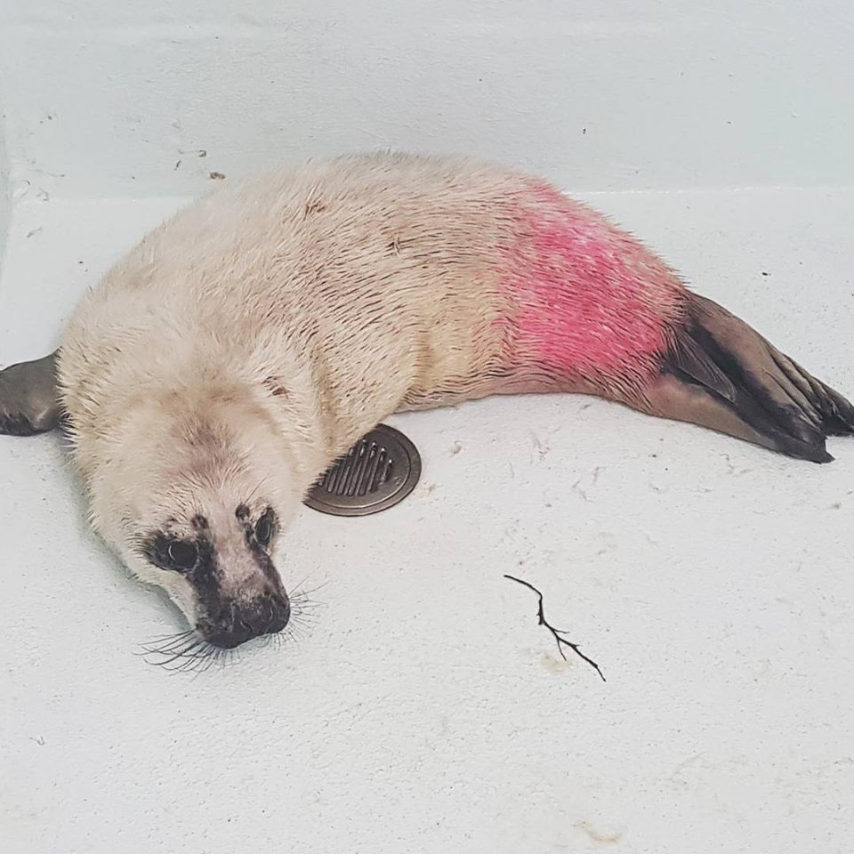 Grey seal pup Barry rescued from the Farne Islands.