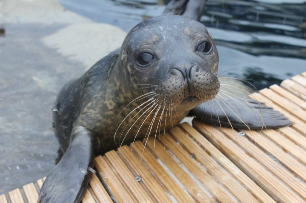 seal aquarium