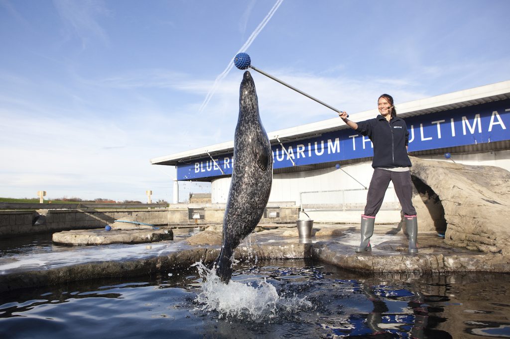 seal feed aquarium