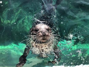 tynemouth seal
