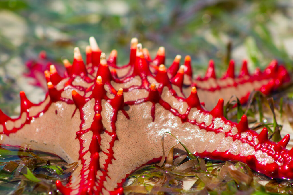crimson knobbed starfish (Protoreaster linckii)