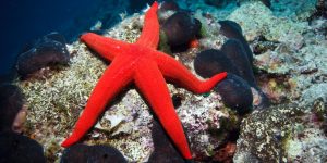 Interesting starfish facts