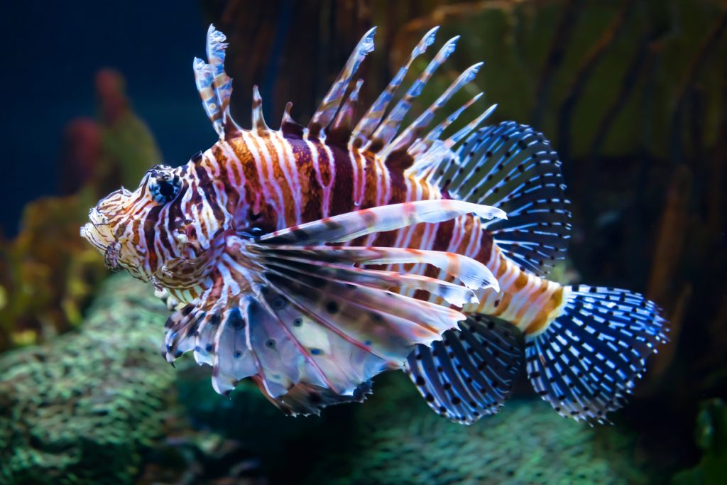 Lionfish What Makes Them Dangerous In The Wild - Tynemouth Aquarium