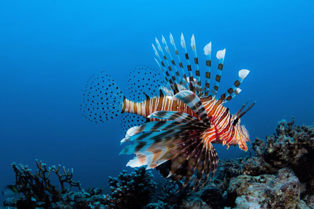 lionfish swimming