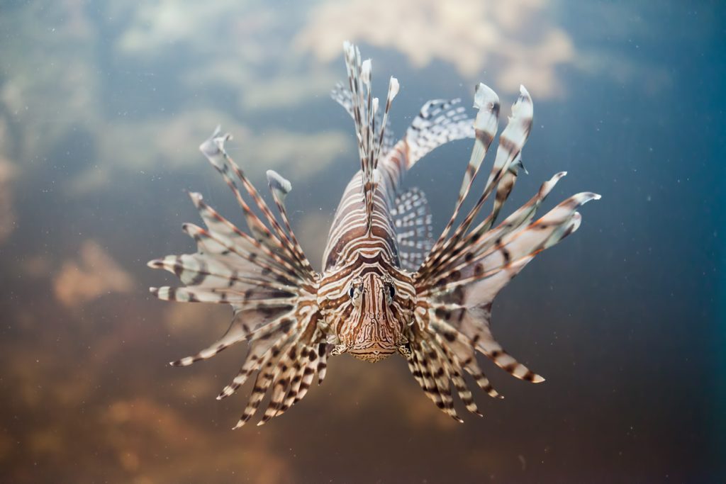red lionfish
