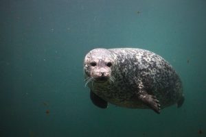 seal header
