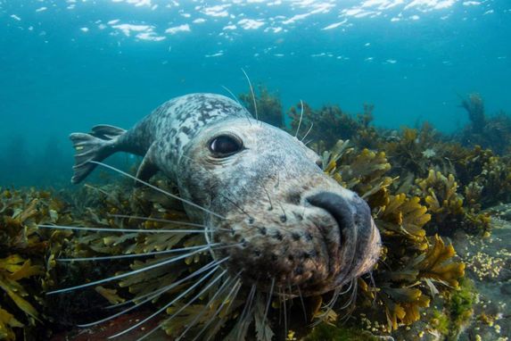 close up of seal swimming