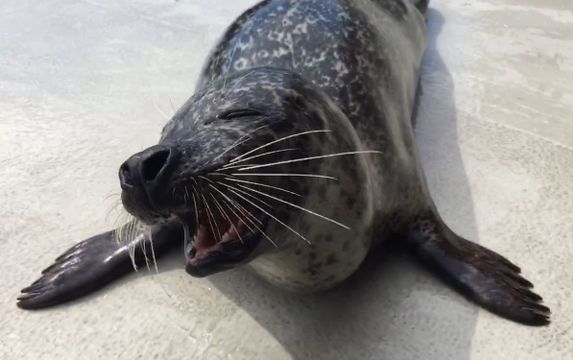 seal smiling at camera