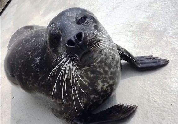 baby seal looking at camera