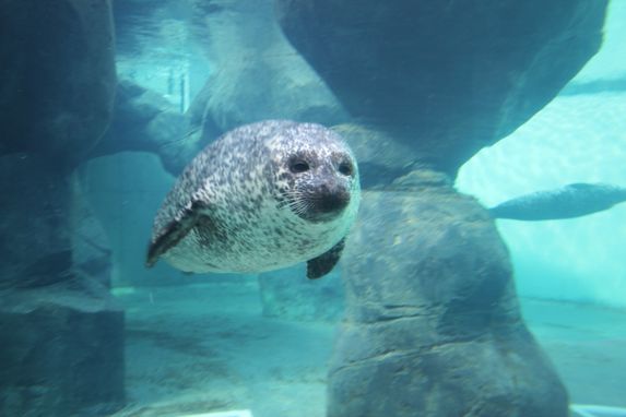 baby seal