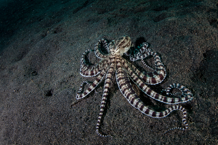 mimic octopus