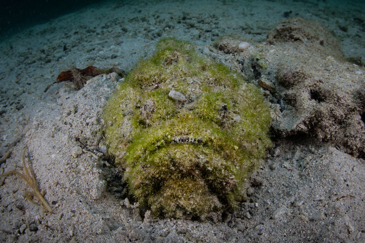 stonefish covered in algae