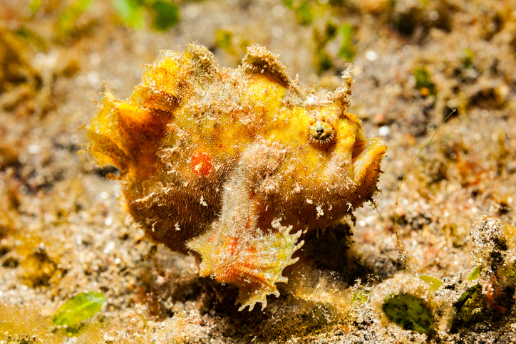 frogfish