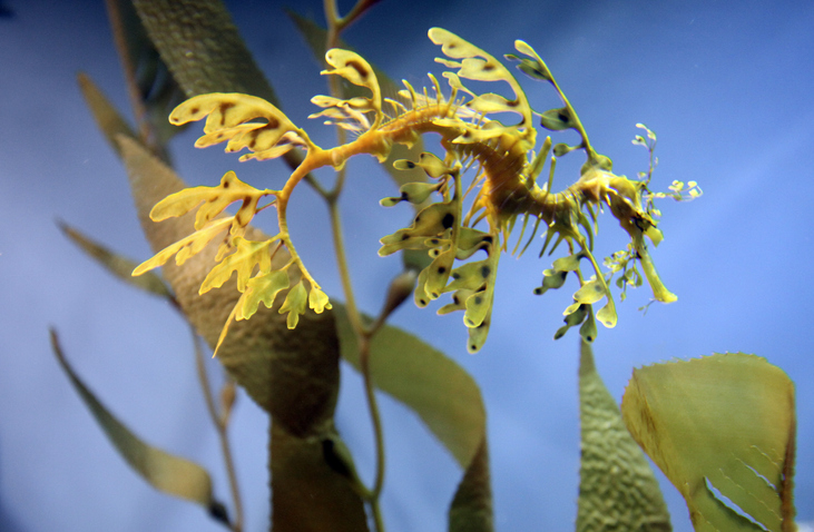 leafy sea dragon