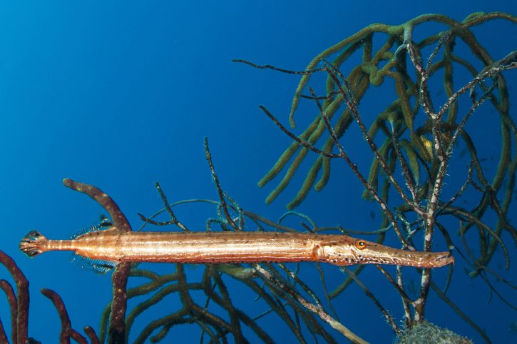 8 Fish Species That Camouflage To Survive - Tynemouth Aquarium