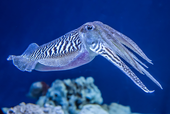 cuttlefish