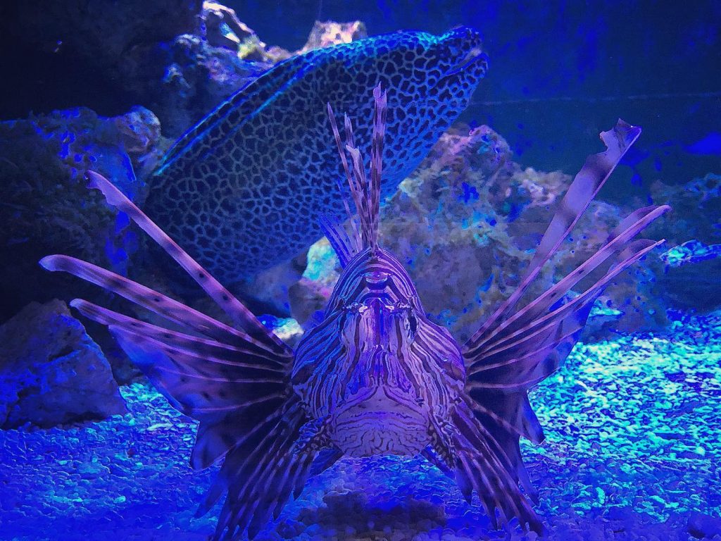 The Lethal Nature of Lionfish: What Makes These Fish So Dangerous in the Wild?