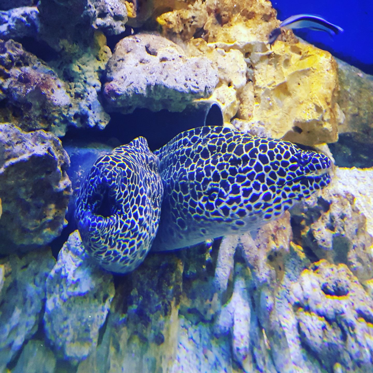 What Do Fish See? - Tynemouth Aquarium