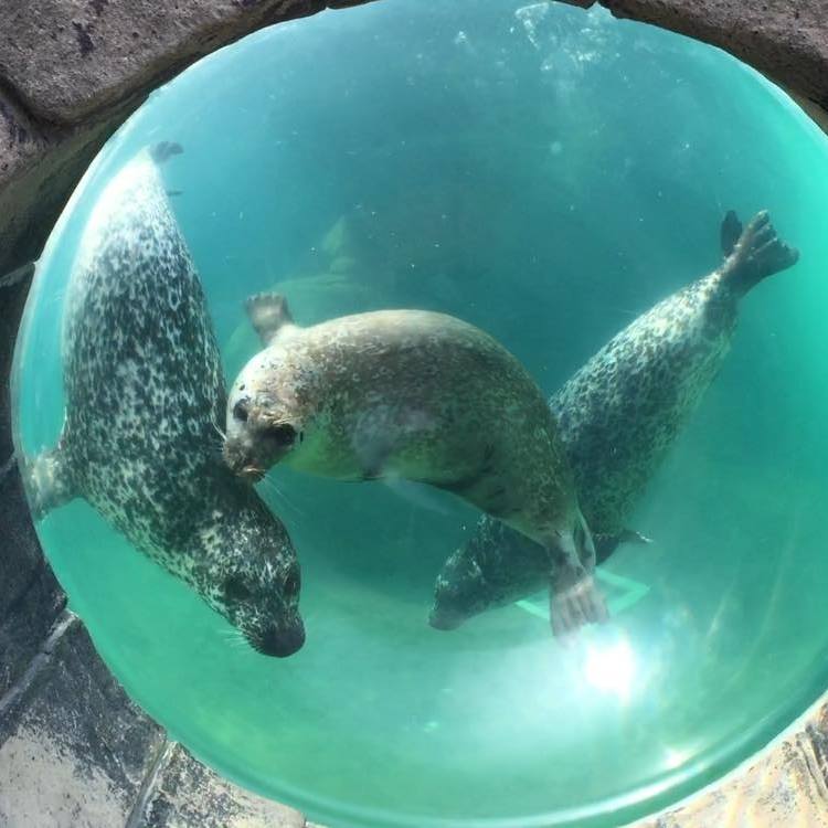 Trio of Seals Released back into the wild