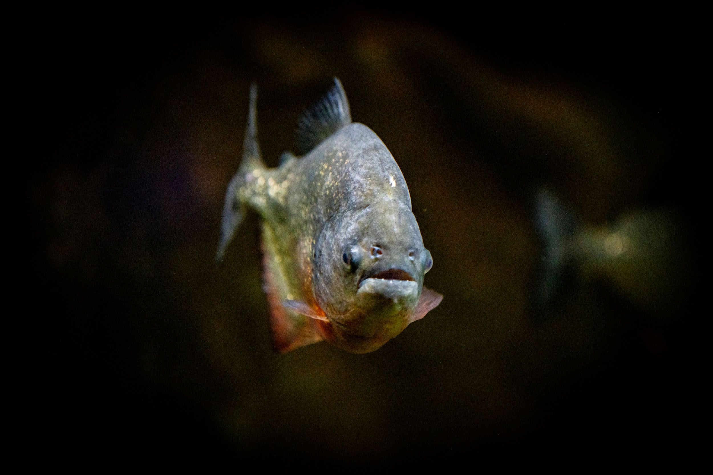 What Do Fish See? - Tynemouth Aquarium