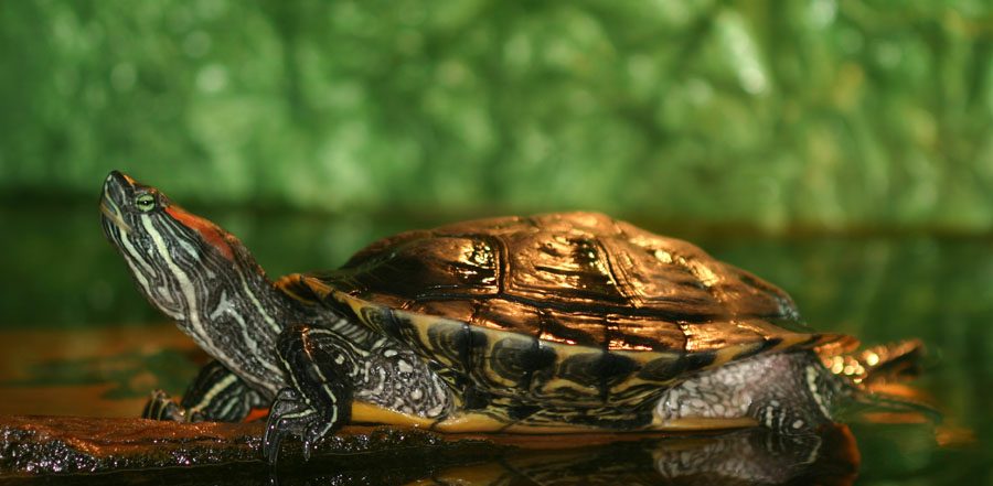 Red Eared Terrapin Animals | Tynemouth Aquarium