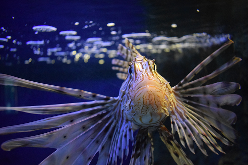 8 Fish Species That Camouflage To Survive - Tynemouth Aquarium