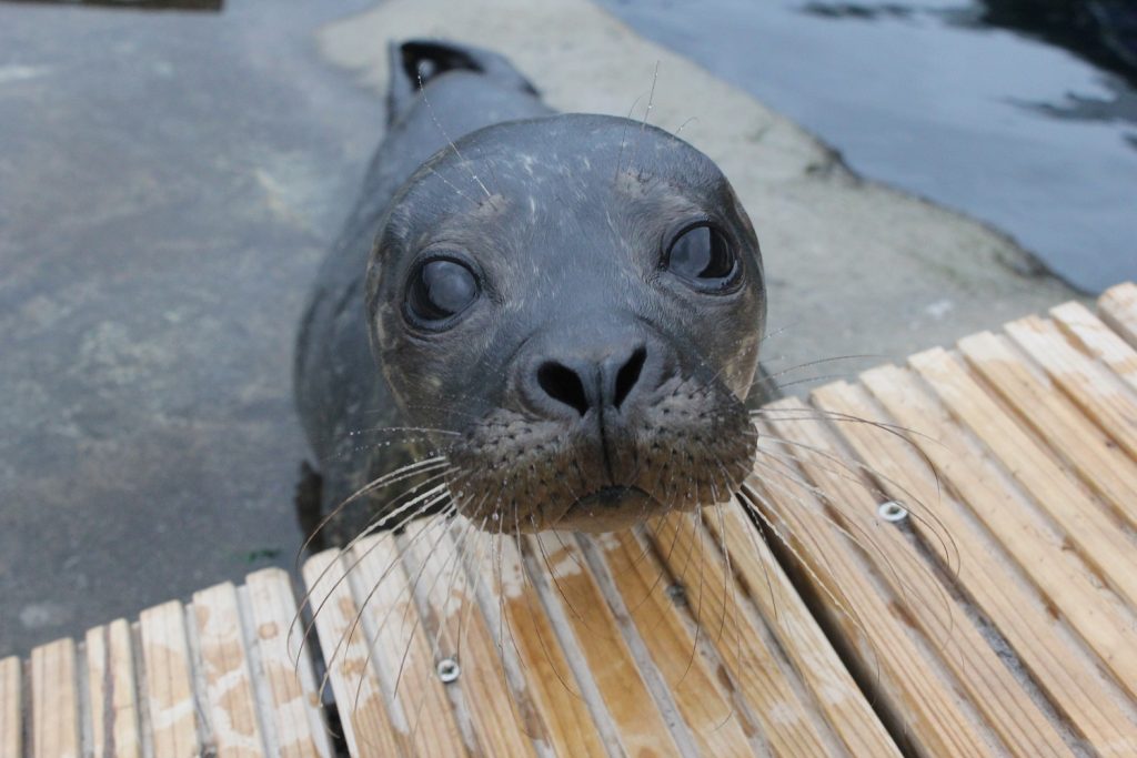 Tynemouth Aquarium’s outdoor areas are re-open!