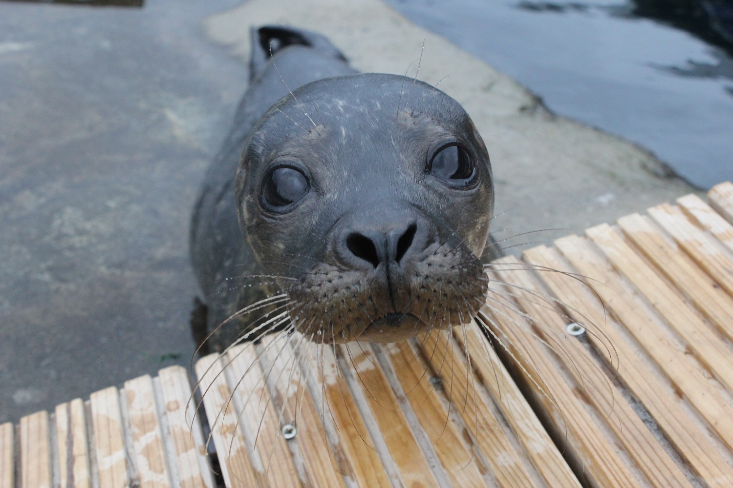 What Do Fish See? - Tynemouth Aquarium