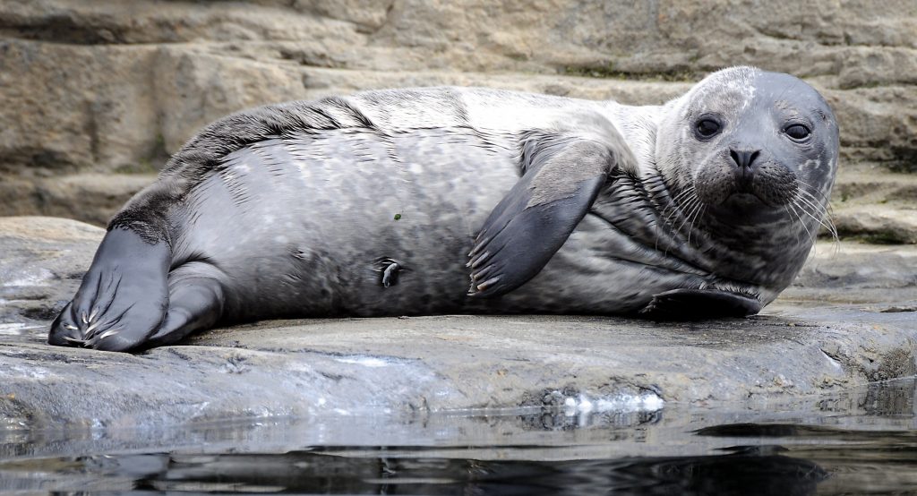 Grey Seal Pupping Season Starts At Blue Reef Tynemouth’s Marine Rescue Centre