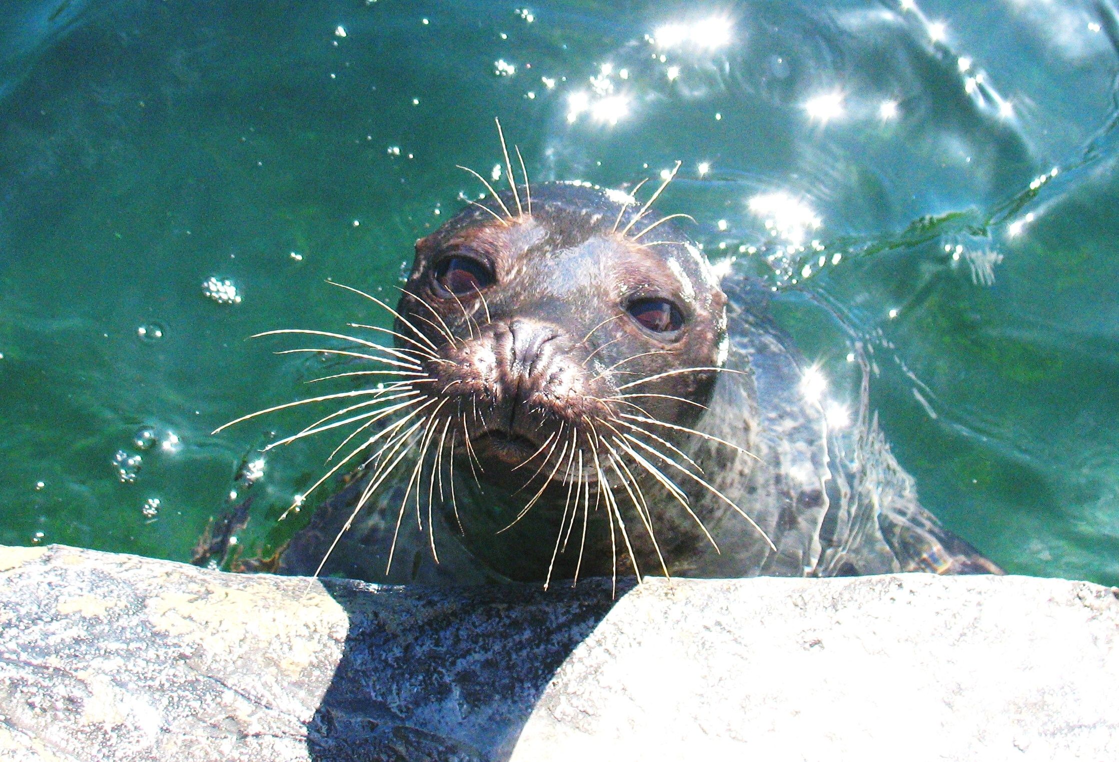 What Do Fish See? - Tynemouth Aquarium