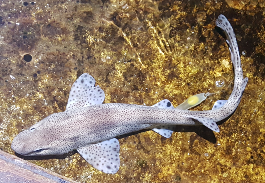 Sharks In North East Waters - Tynemouth Aquarium
