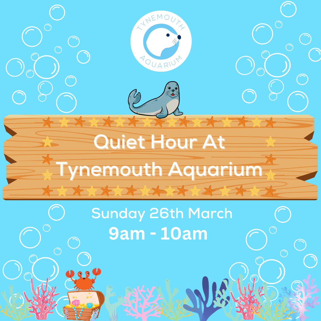 Quiet Hour At Tynemouth Aquarium Tynemouth Aquarium