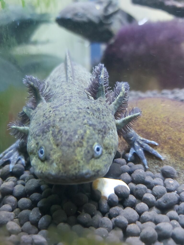 Axolotl