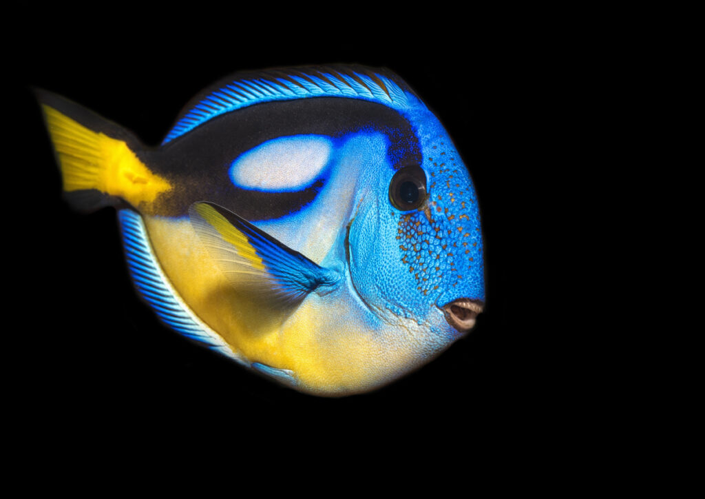 What Do Fish See? - Tynemouth Aquarium