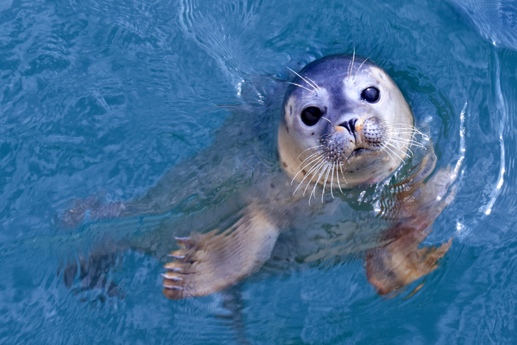 Image of seal in water looking at camera