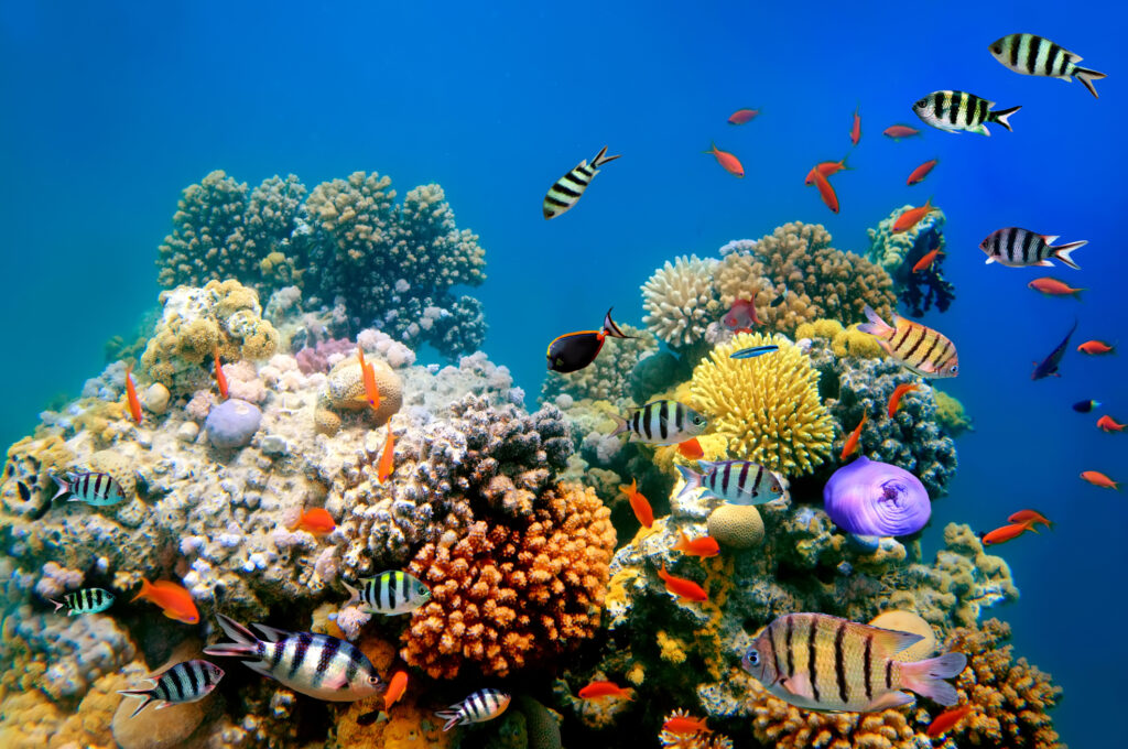 Photo of a coral colony