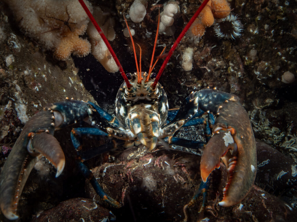 Lobster in Loch Fyne
