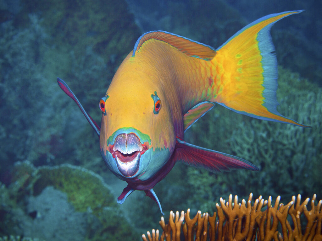 This wonderfully colourful parrotfish (Chlorurus gibbus, Heavybeak parrotfish, Papageifisch) presented itself in full beauty and seemed to be asking the photographer to take a picture of him. Divesite Gordon Reef, Northern Red Sea, Egypt | Dieser wunderbar bunte Papageifisch (Chlorurus gibbus, Heavybeak parrotfish) präsentierte sich in voller Schönheit und schien die Fotografin zu bitten, ein Foto von ihm zu machen. Tauchplatz Gordon Reef, Nördliches Rotes Meer, Ägypten