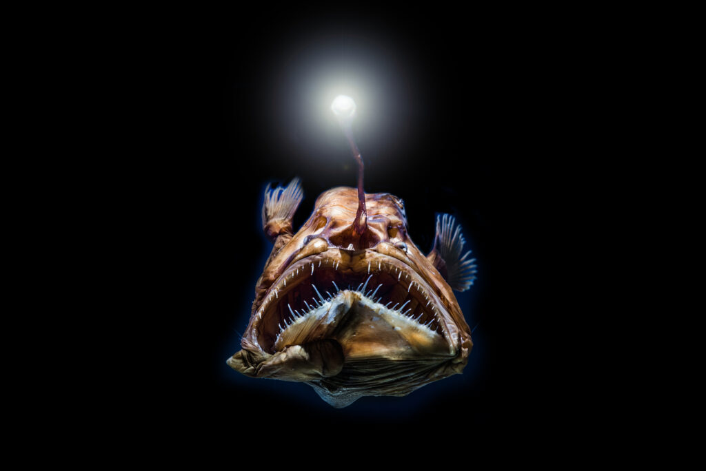 anglerfish