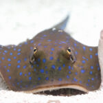 blue spotted stingray