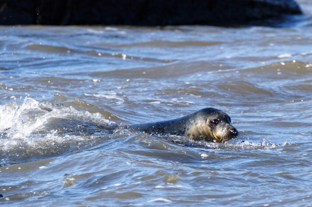 Seal released into North Sea