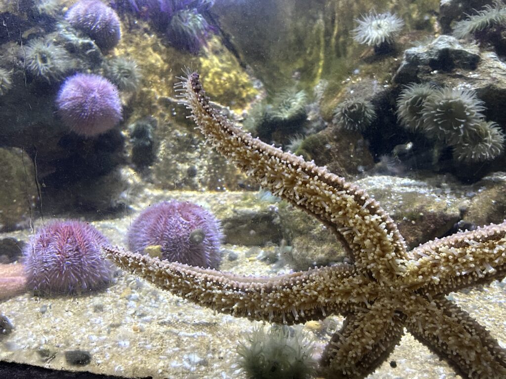 Starfish in St Mary's Island