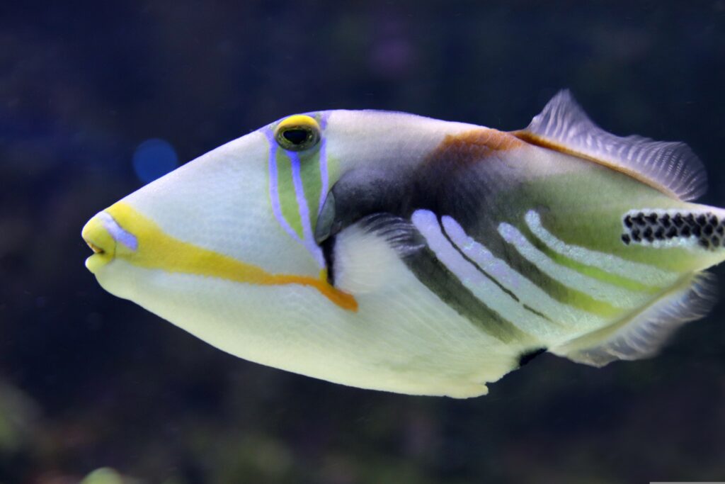Picasso Triggerfish