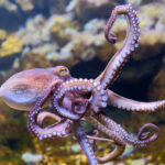 Common octopus
