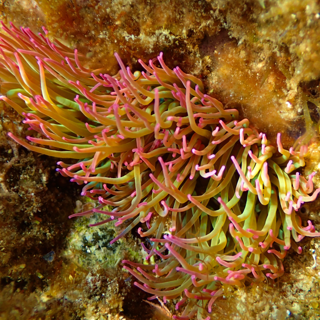 pink and yellow snakelocks anemone growing on reef