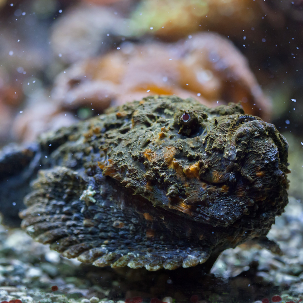 stonefish lying on seabed