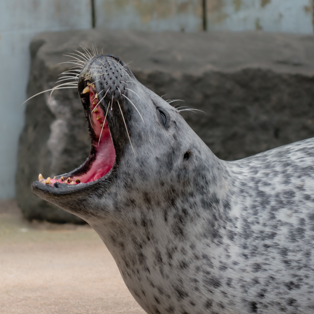 harbour seal bearing sharp teeth