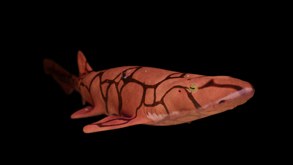 Chain catshark (Scyliorhinus retifer)