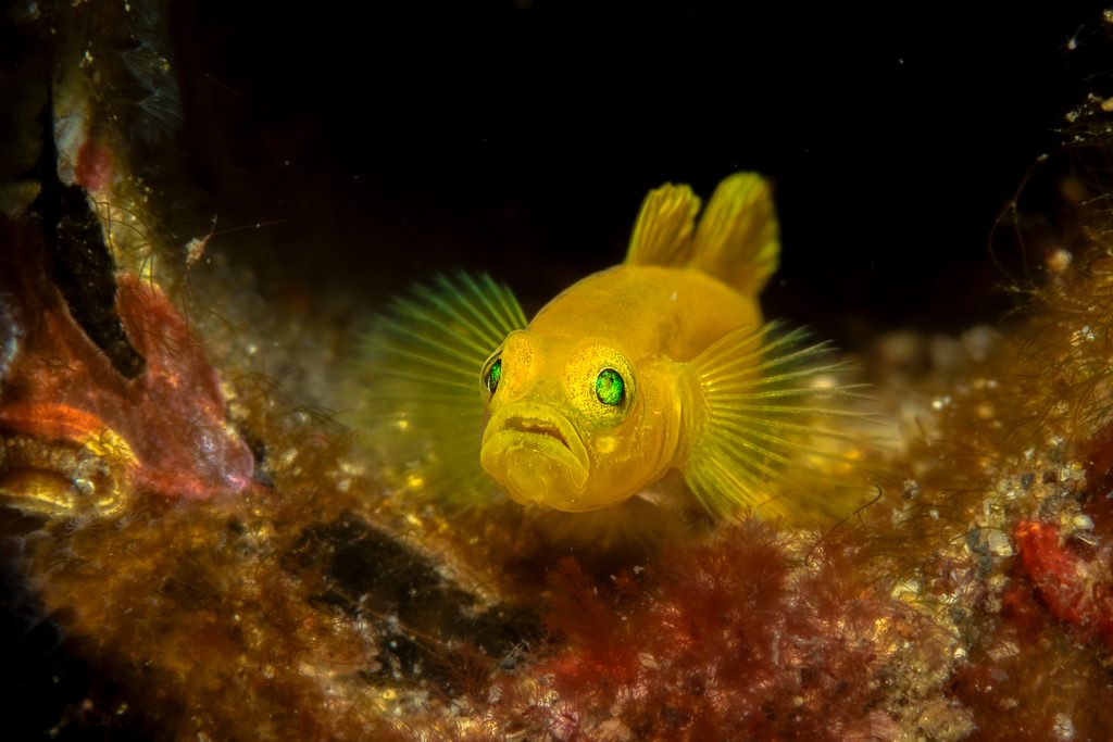 yellow pygmy goby