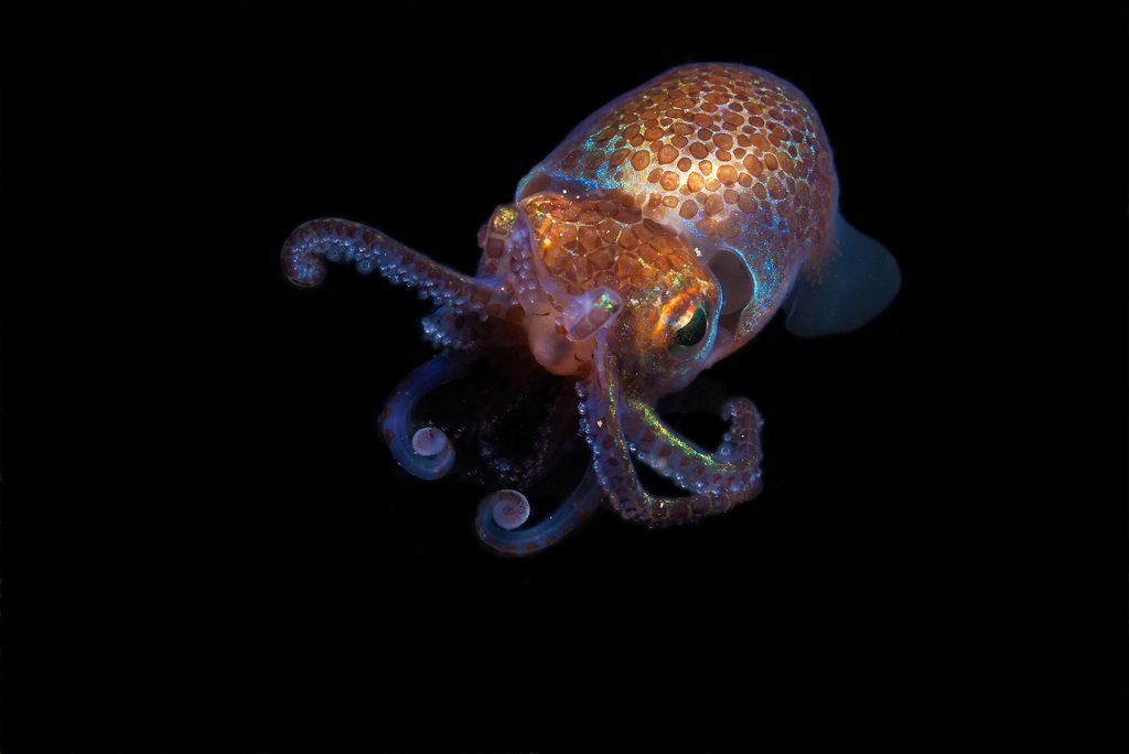 Hawaiian Bobtail squid